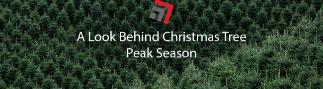 A Look Behind Christmas Tree Peak Season-01